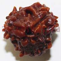 3 mukhi 24966 15mm